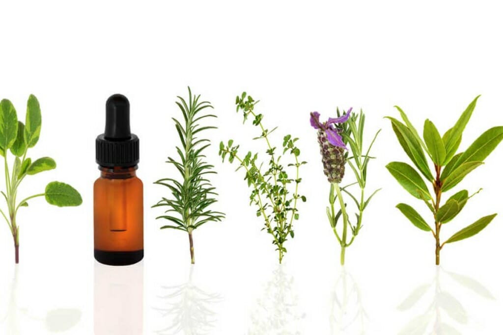 Homöopathie für Pflanzen