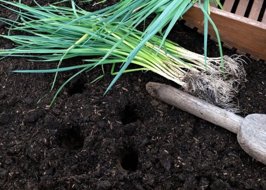 Lauch Gigante de Inverno 2