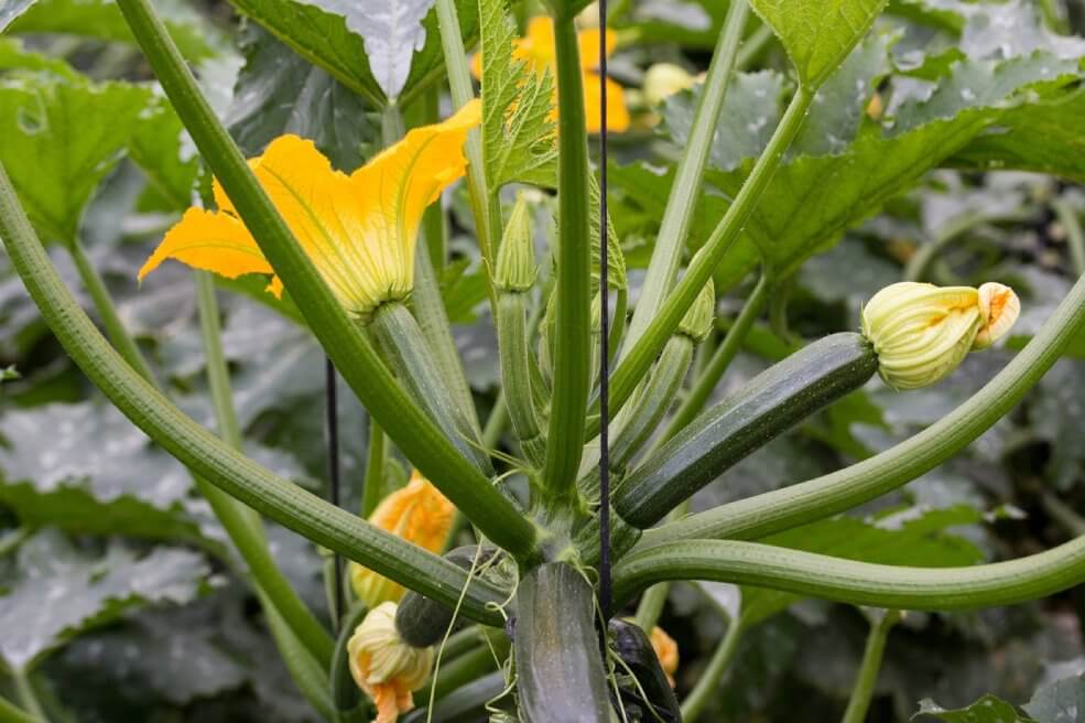 Zucchini Black Beauty