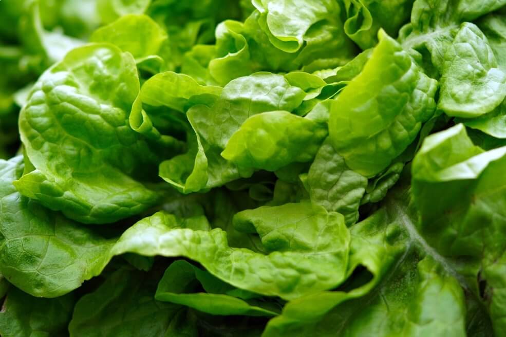 Salat May Queen anbauen