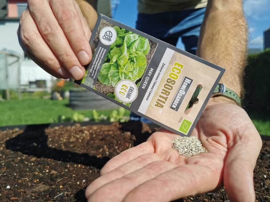 Bio-Saatgut Salat May Queen samen