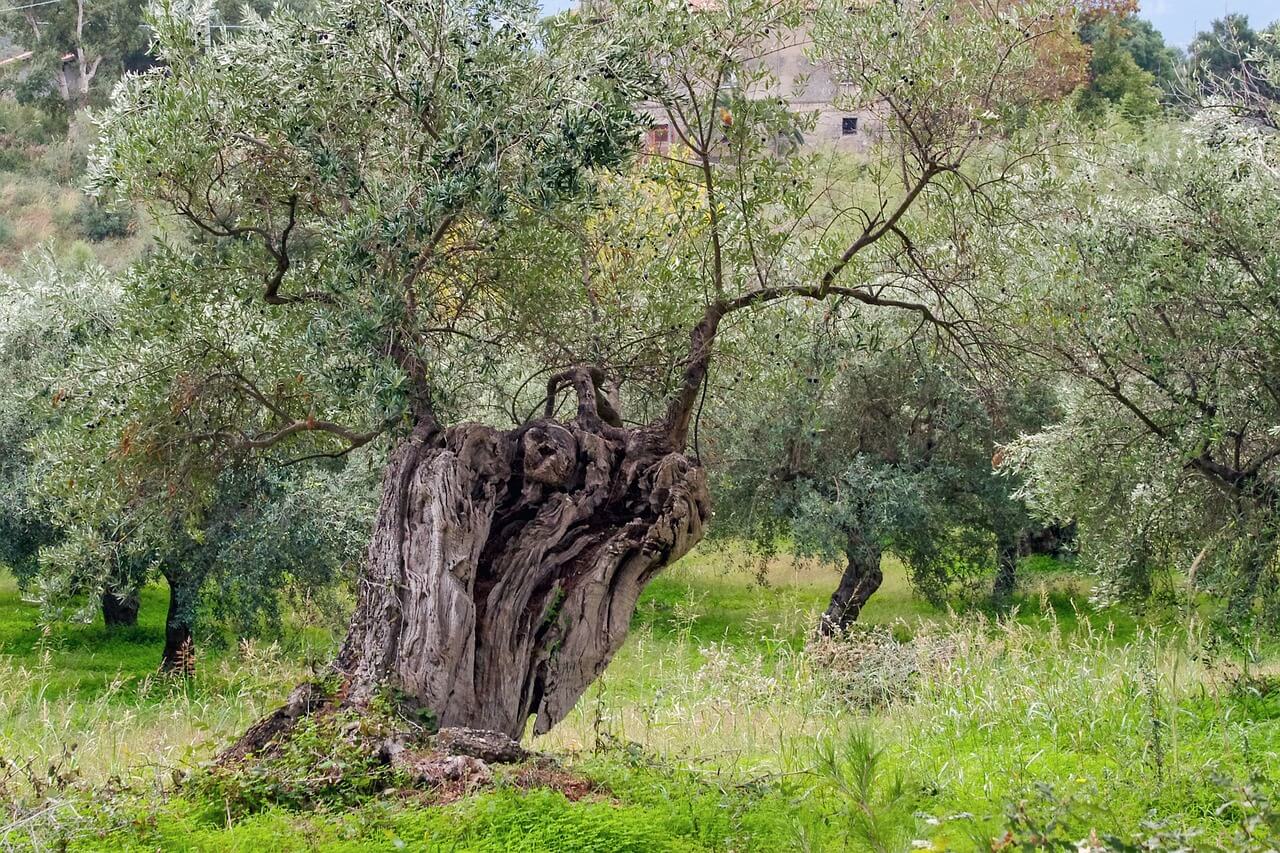Olivenbaum düngen