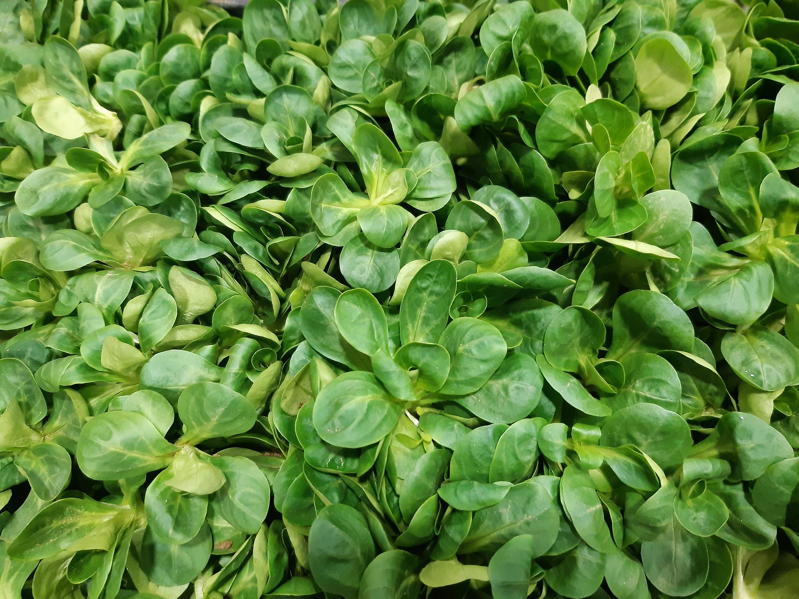 Wie Lange Braucht Feldsalat Bis Zur Ernte Anbau von Feldsalat von Samen bis zur Ernte - HomeOgarden.de