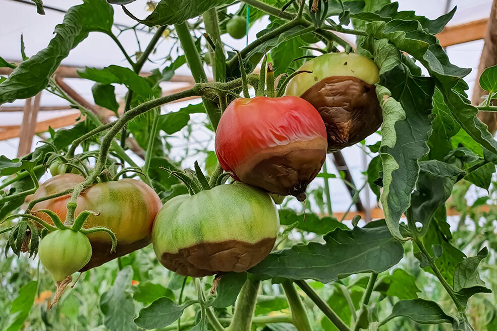 Calcium-Mangel bei Pflanzen