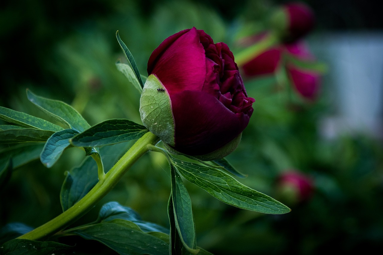 Ameisen auf Pfingstrosen