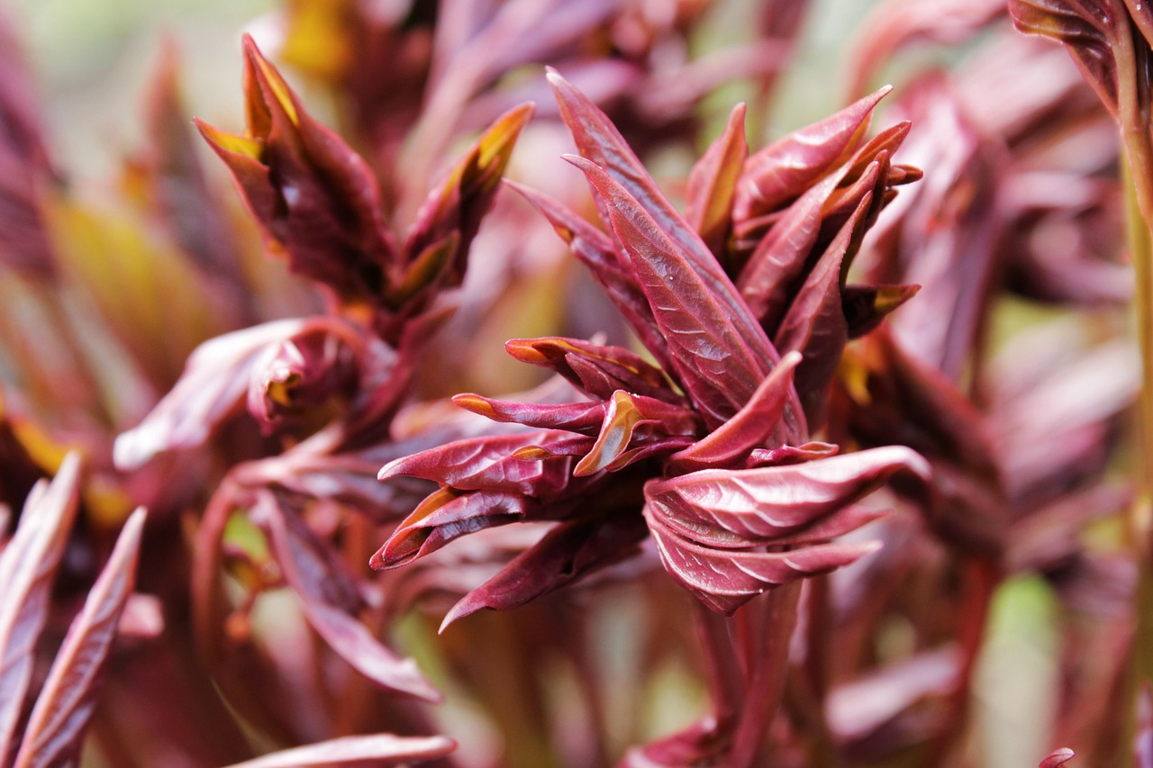 Pfingstrosen Blätter