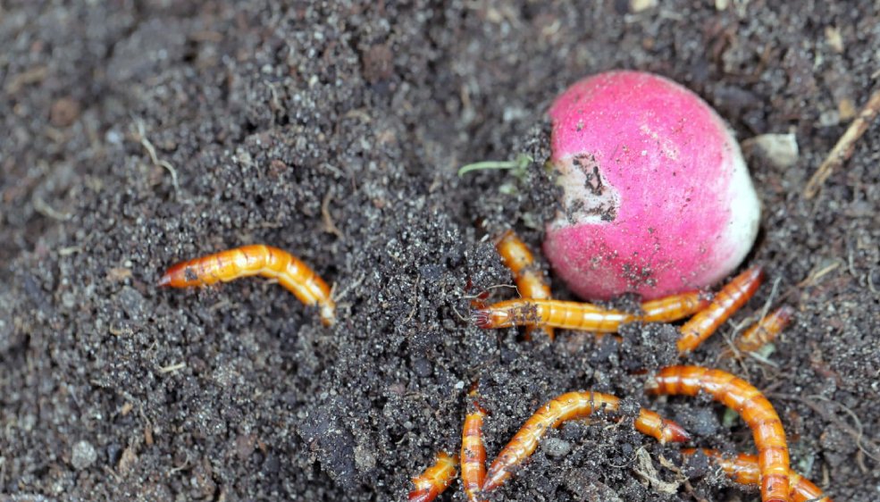 Drahtwürmer bekämpfen