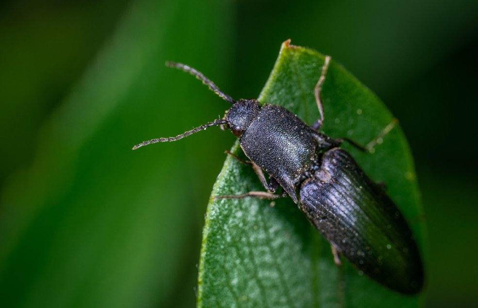 Drahtwürmer erkennen