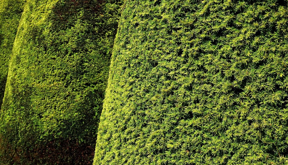 Heckenpflanzen auswählen