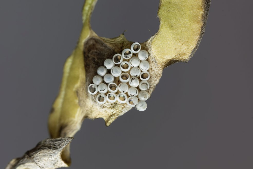 Marmorierte Baumwanze Eier auf einem Blatt