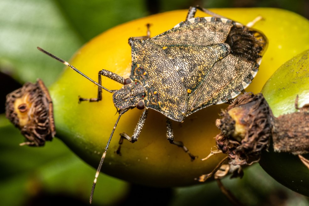 Stinkwanzen an Tomaten