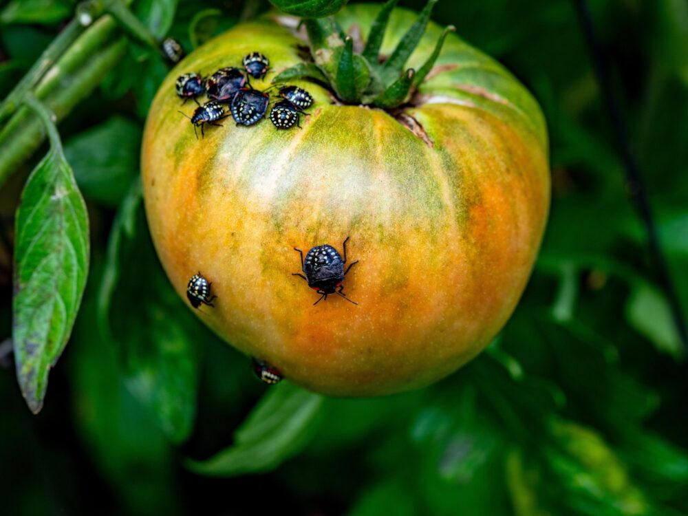 Stinkwanzen bekämpfen