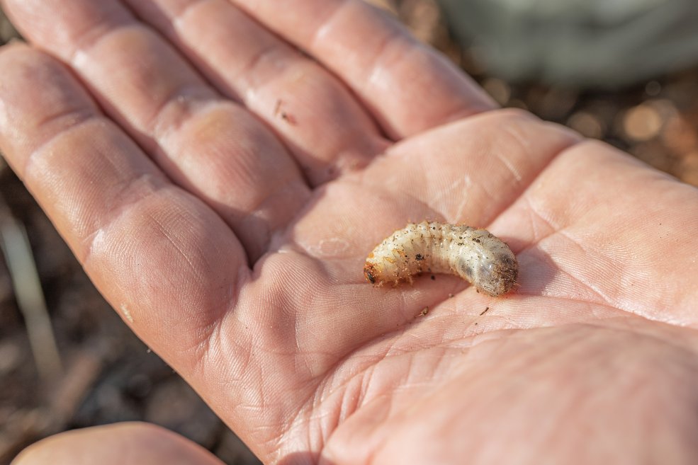 Der Rosenkäfer im Substrat