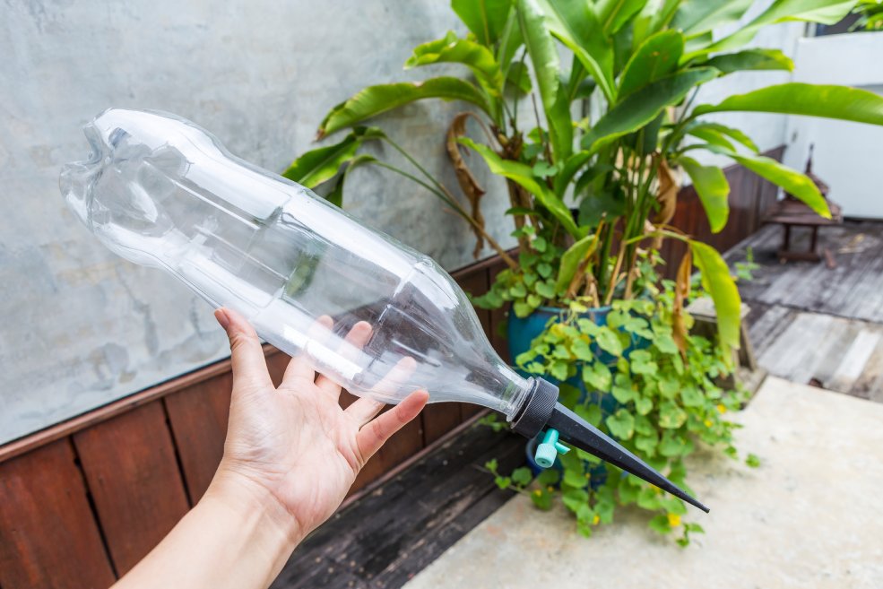 DIY-Bewässerung mit einer umgedrehten Plastikflasche im Blumentopf.